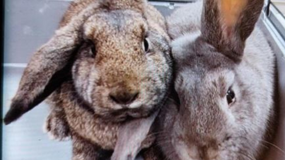 De gevonden konijnen, beeld: Politie Den Haag