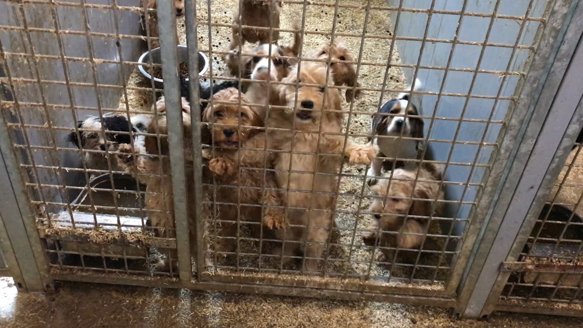 House of Animals Dierenwelzijnsorganisatie stuit op illegale puppyfabriek: 'Oost-Europese praktijken, maar dan in Brabant'