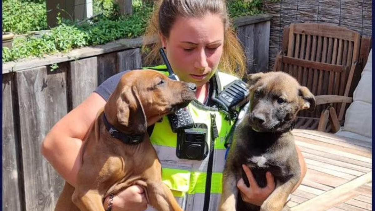 De geredde puppy's, beeld: Politie Hengelo-Ov op Facebook