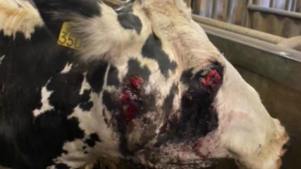 Ongehoord: NVWA laat zieke dieren nog steeds naar buitenlandse slachthuizen exporteren