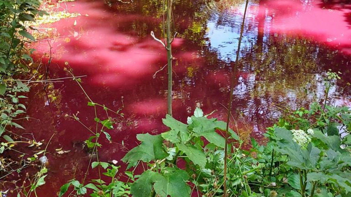 purperbacterie kleurt sloot roze in amsterdamse bos