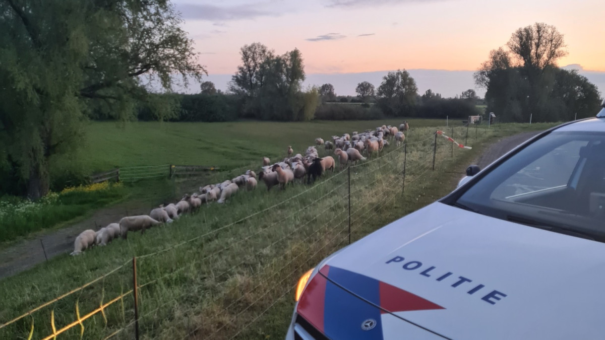 Politie schapen