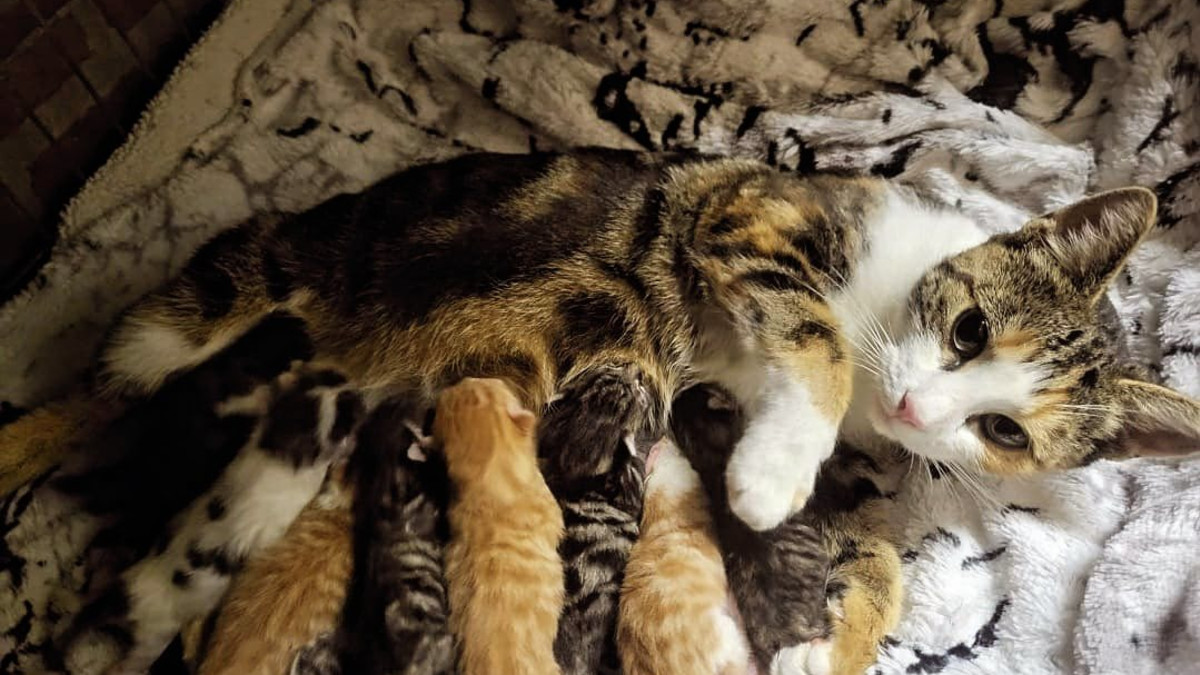 Moederpoes en haar negen kittens.