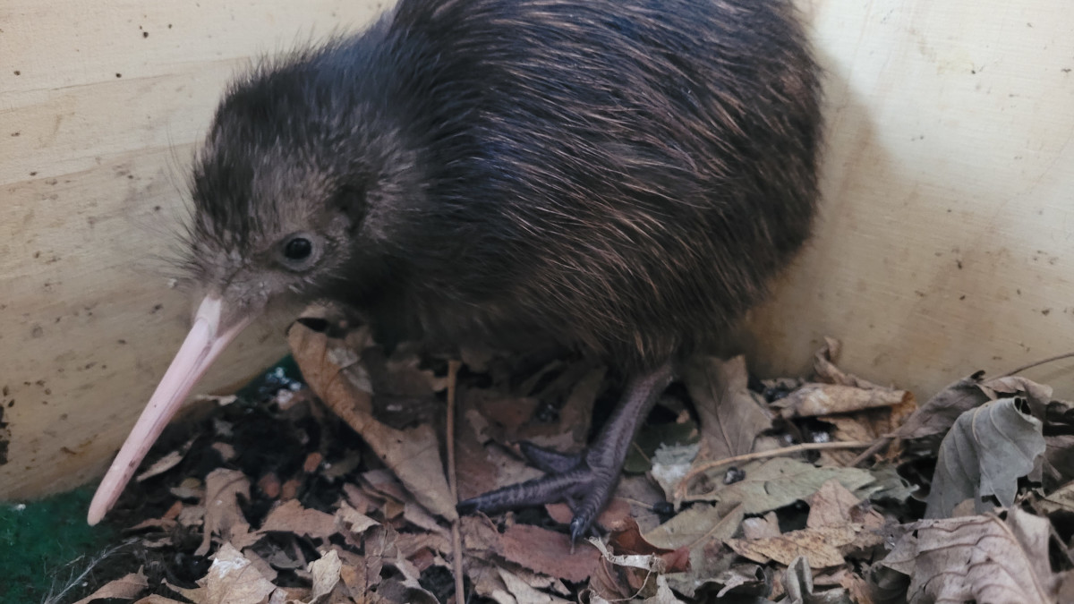 De pasgeboren kiwi (Beeld: Avifauna)