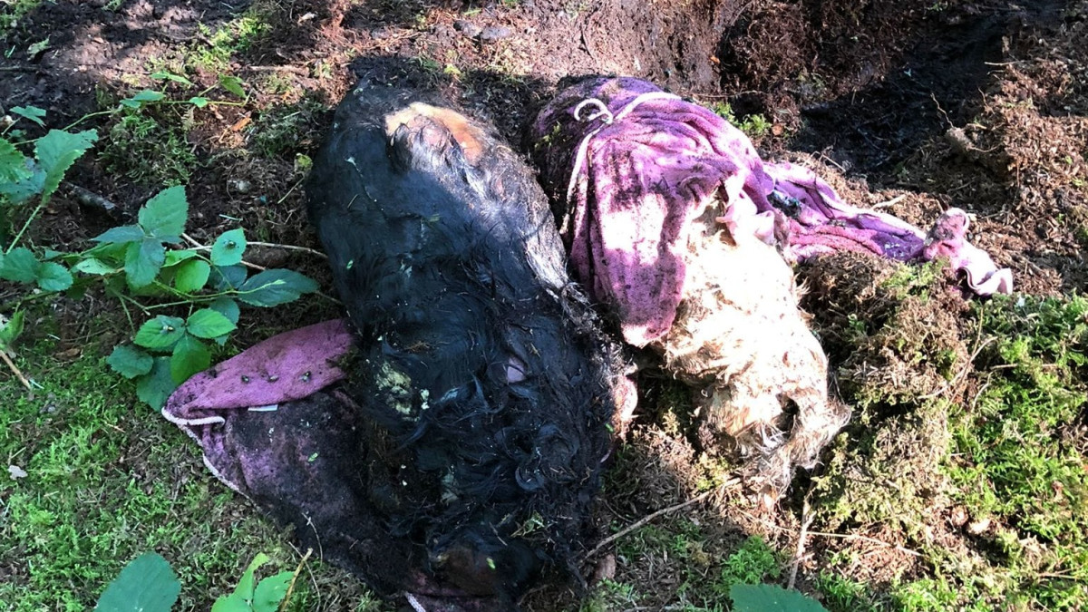 De dode honden in het bosgebied - Beeld: Dierenambulance Brabant Noord-Oost