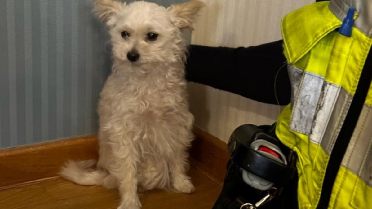 Het hondje zat doodsbang in de hoek van de hotelkamer - Beeld: Politie Utrecht