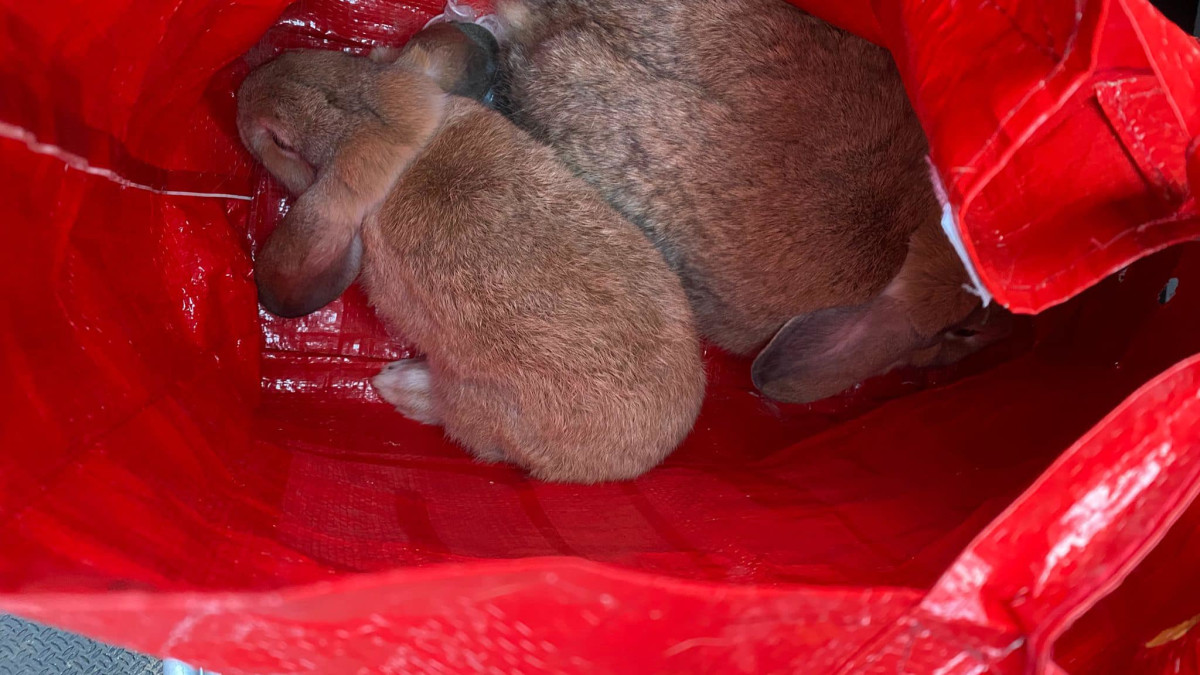 konijntjes gedumpt Ermelo