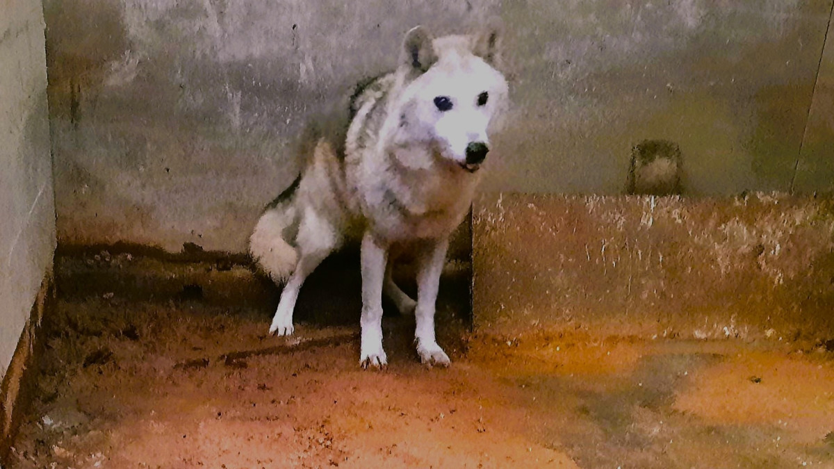 Rotterdammer houdt verwaarloosde dieren in totale isolatie: inspecteur neemt hybride wolf, honden en katten in beslag