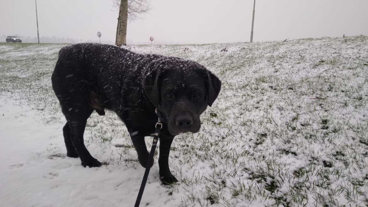 Hond in de eerste sneeuw van 2021 in Vlissingen
