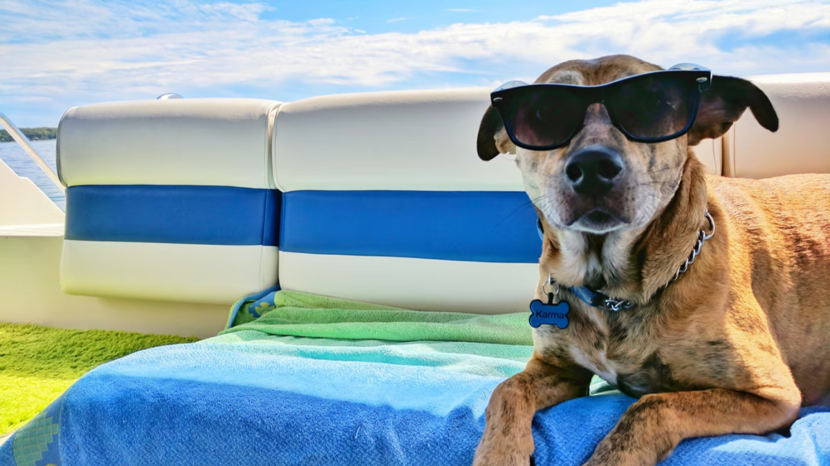 Hond in de zon zomers met zonnebril Unsplash