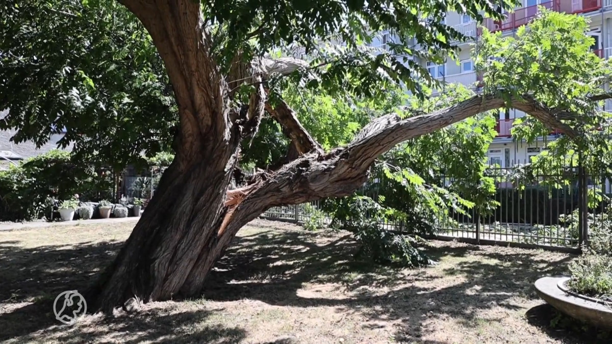 Monumentale boom bezwijkt onder takkewarm weer