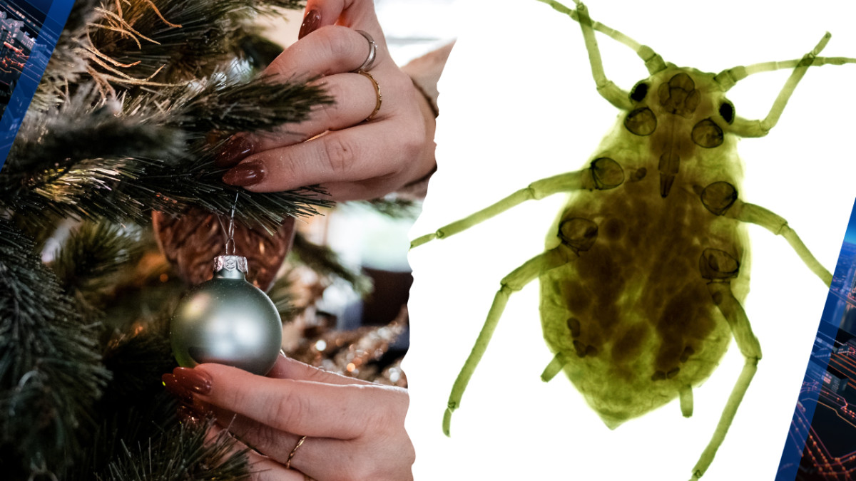 Er kunnen tal van beestjes in je kerstboom zitten, zoals de bladluis (Beeld: ANP)