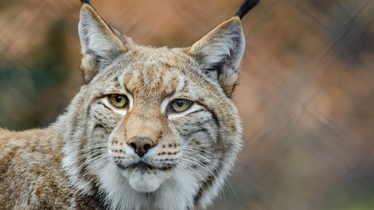 Pexels Minister Van der Wal vindt mogelijke terugkeer lynx een dilemma