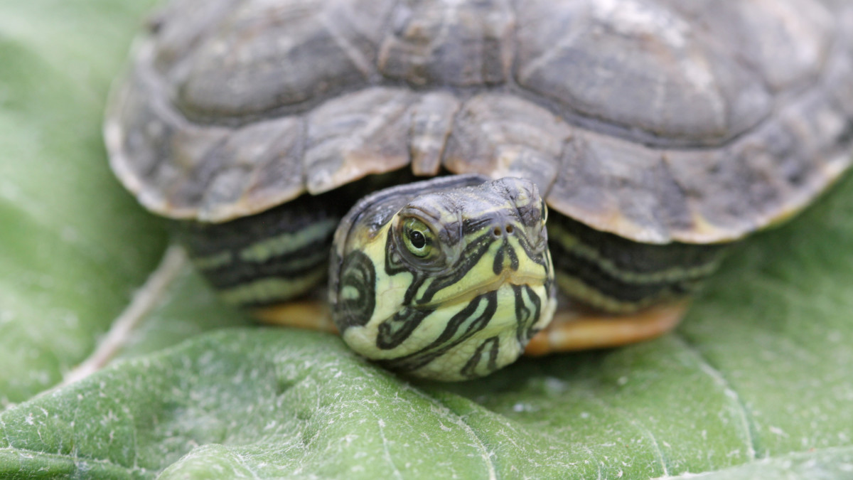Geelbuikschildpad, ter illustratie. Beeld: ANP.