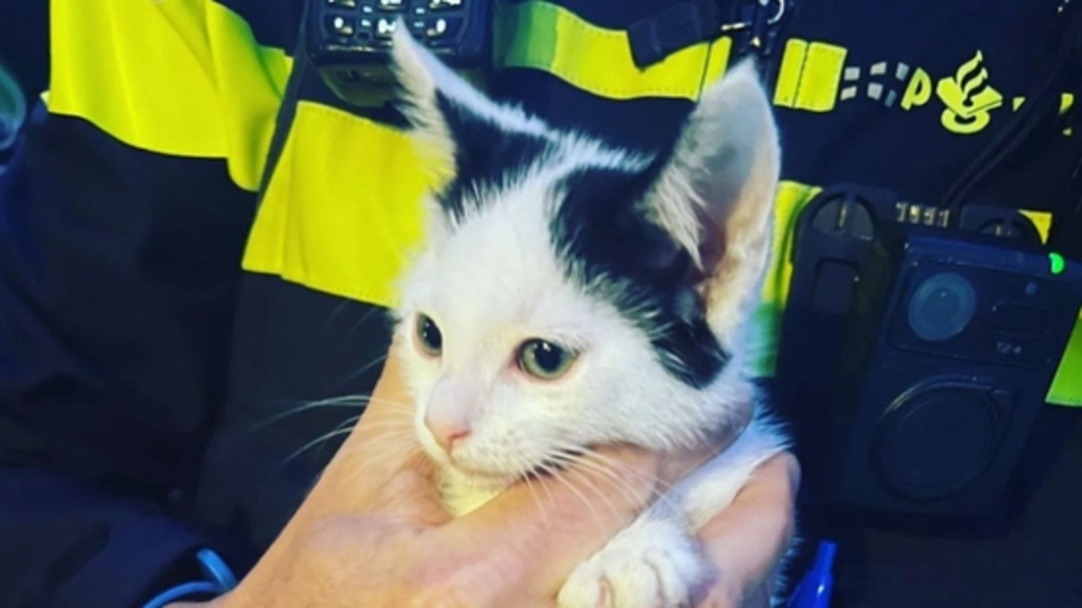 Beeld: Politie Politie Den Haag redt kitten uit handen van notoire dierenmoordenares dankzij oplettende melder