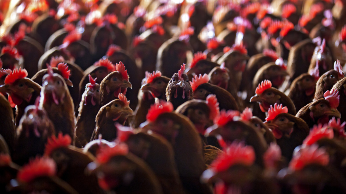 Kippen op een kippenboerderij in Ewijk. Beeld ter illustratie van ANP