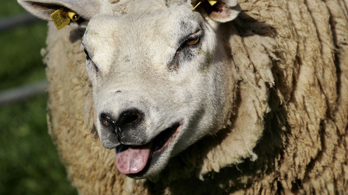 Bij vier schapenhouderijen is het blauwtongvirus vastgesteld. Beeld: ANP
