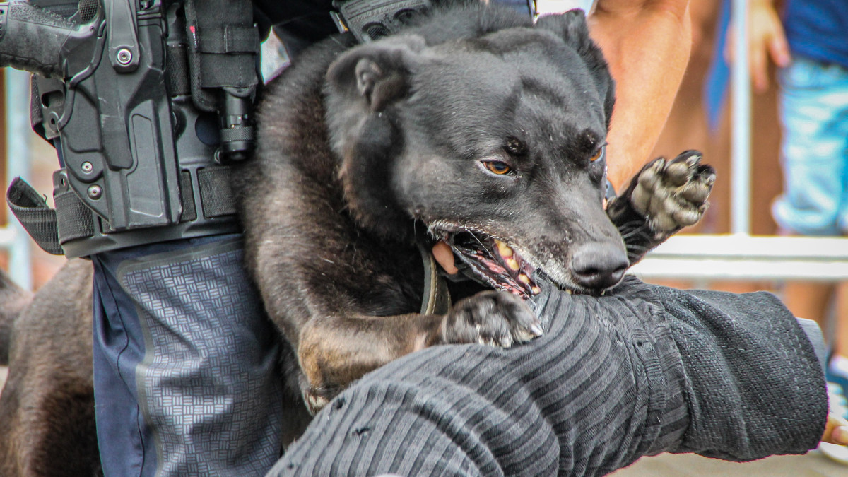 Een politiehond bijt in de arm van een verdachte (Beeld: ANP, ter illustratie)