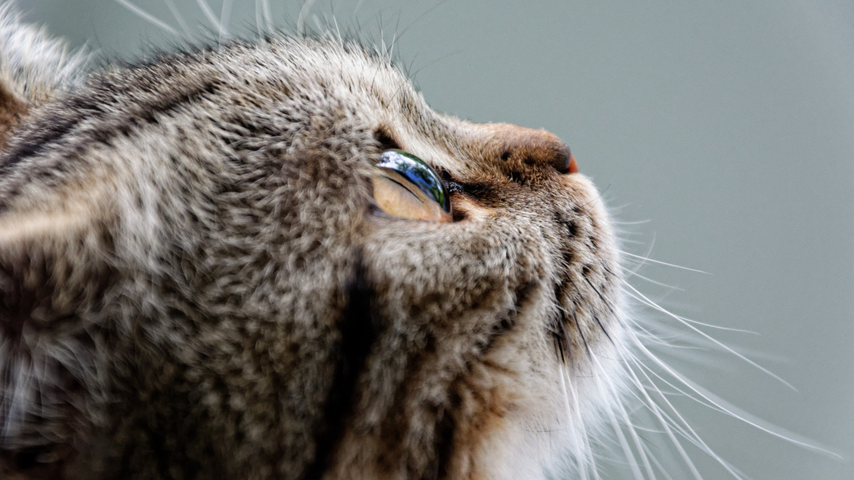 Bruine kat, ter illustratie. Foto: Pixabay