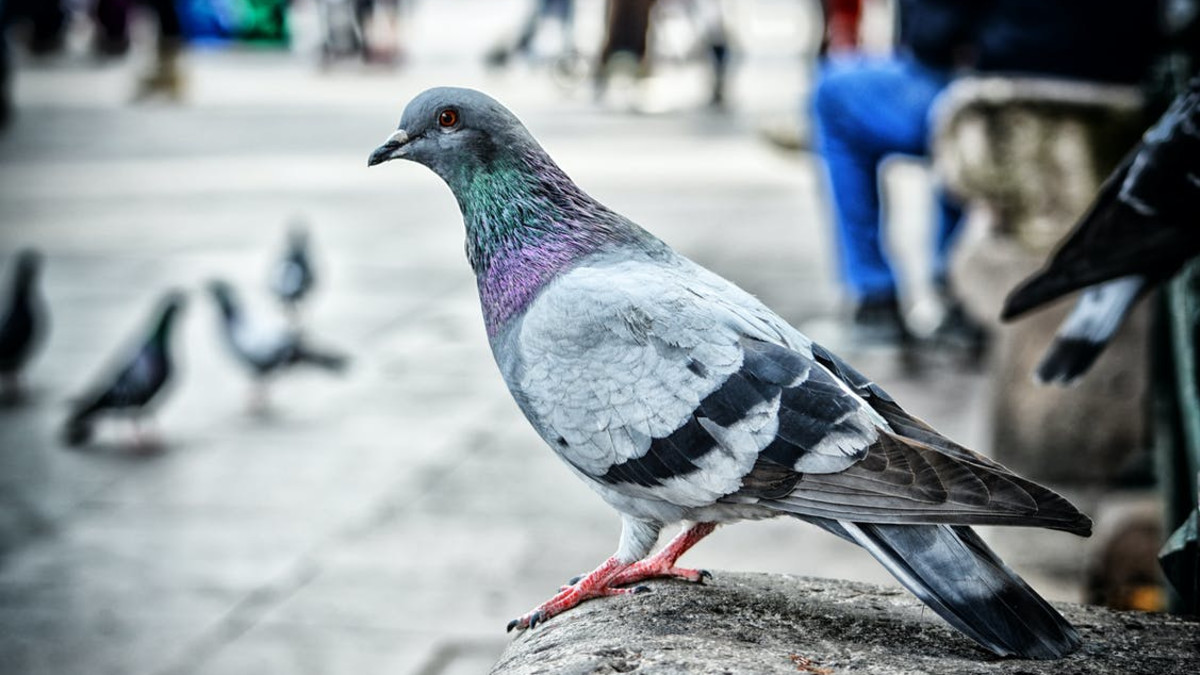 Winkeliers Alphen worden 'schijtziek' van poepende duiven: 'We zijn de Dam niet!'