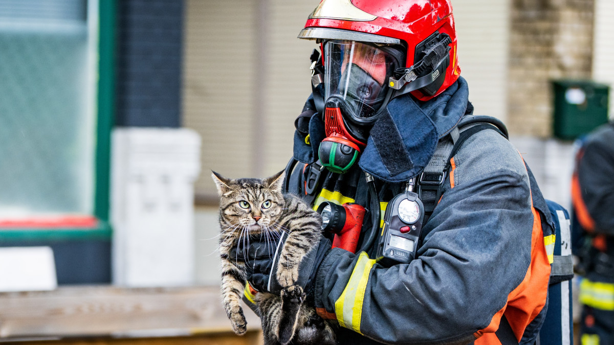 Kat wordt gered bij woningbrand, foto ter illustratie. Beeld: archief ANP.