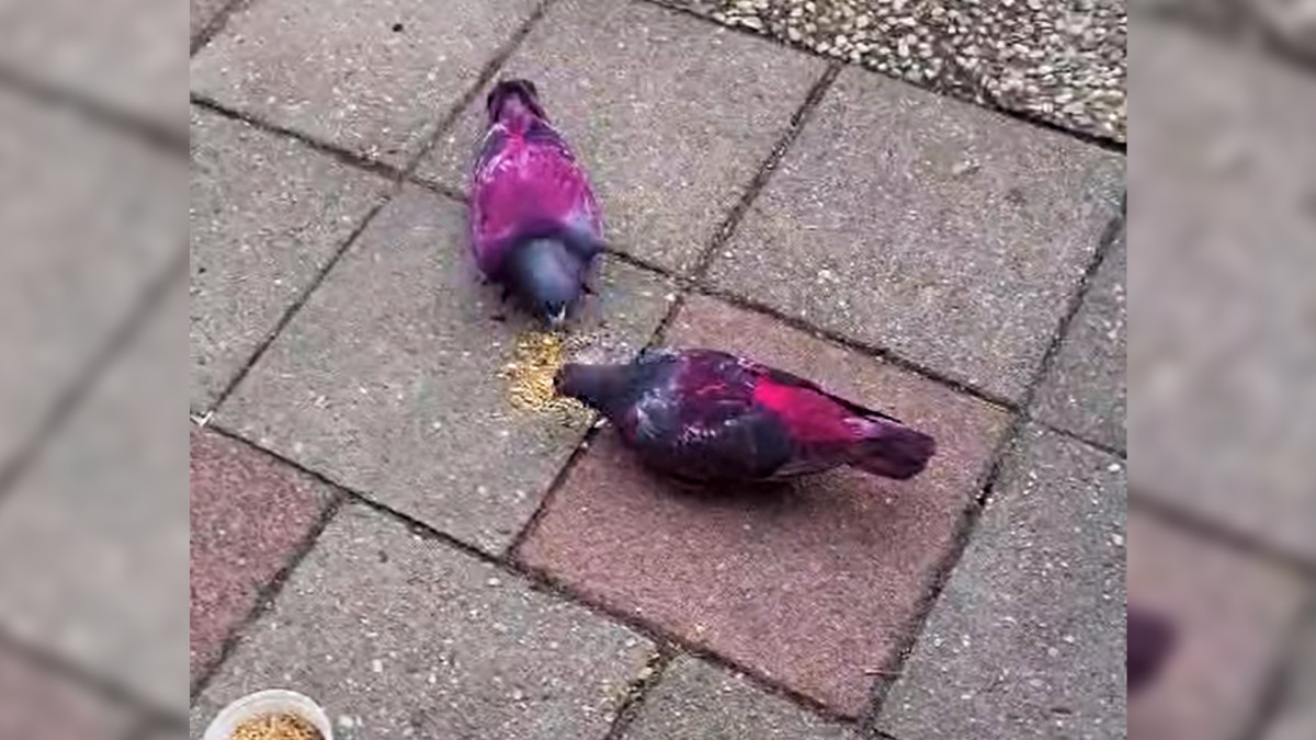 Dierenambulance woest om roze geverfde duiven: 'Als dit humor is...'